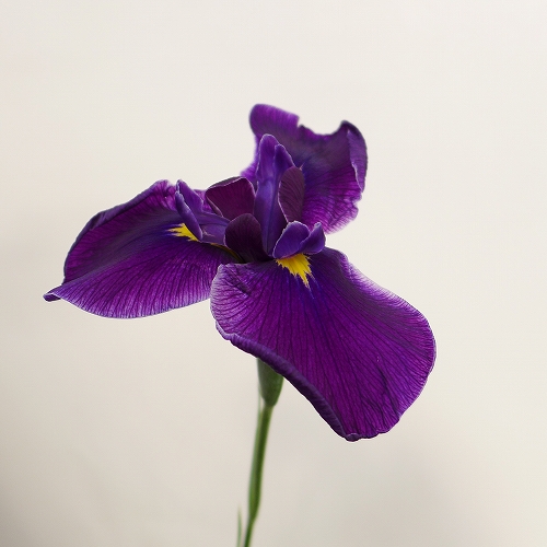 立田紫