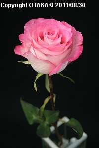 Rose Candy@[YLfB