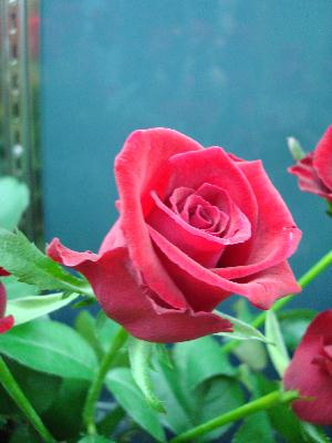 Red Rose Selection