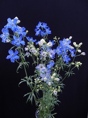 愛知ｊａ豊橋の青い花 Ota Showcase
