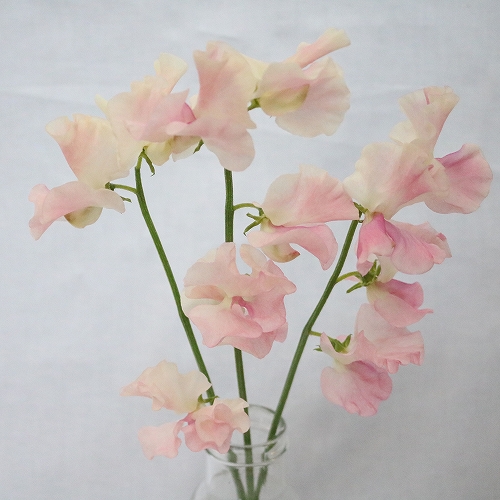 美しい花の画像 最新スイートピー ピンク